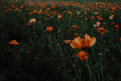 橙花浅焦照片